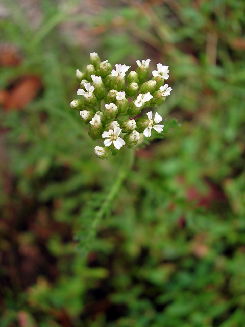 20060314flowers.jpg