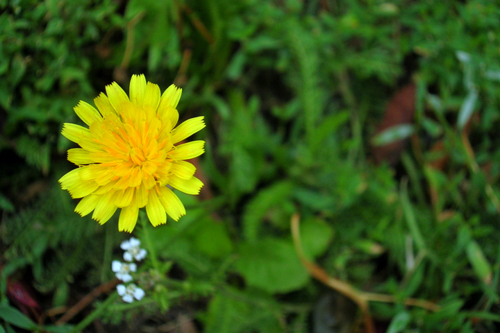 20060314flowers2.jpg