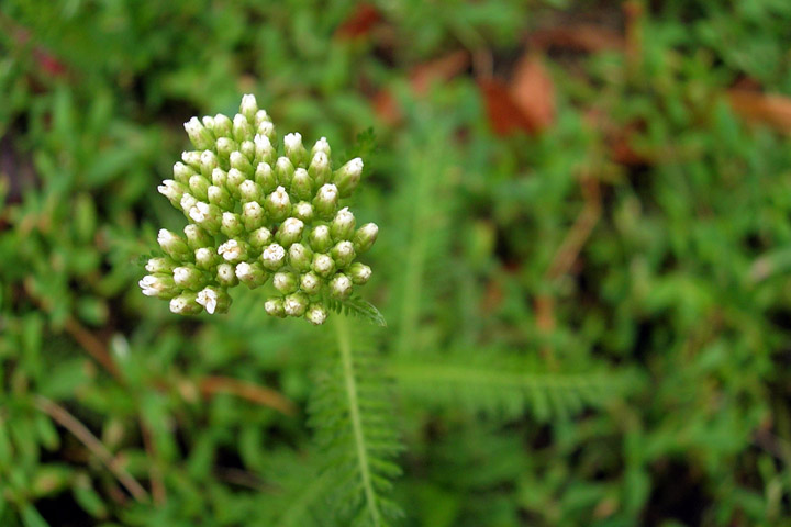 20060314flowers3.jpg