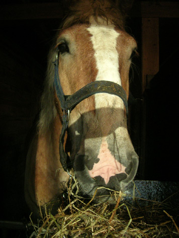 20060503cabane02.jpg